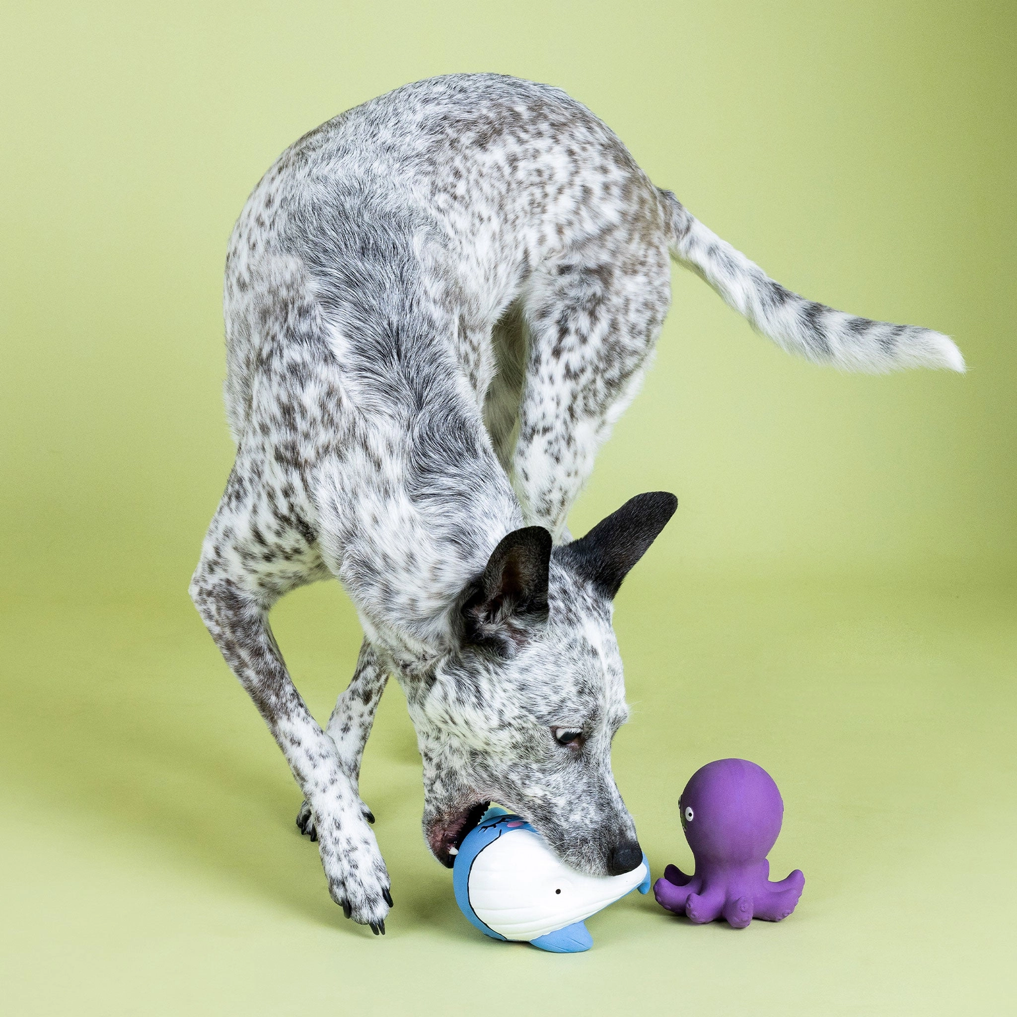 Fringe Happy to Sea You Dog Toys