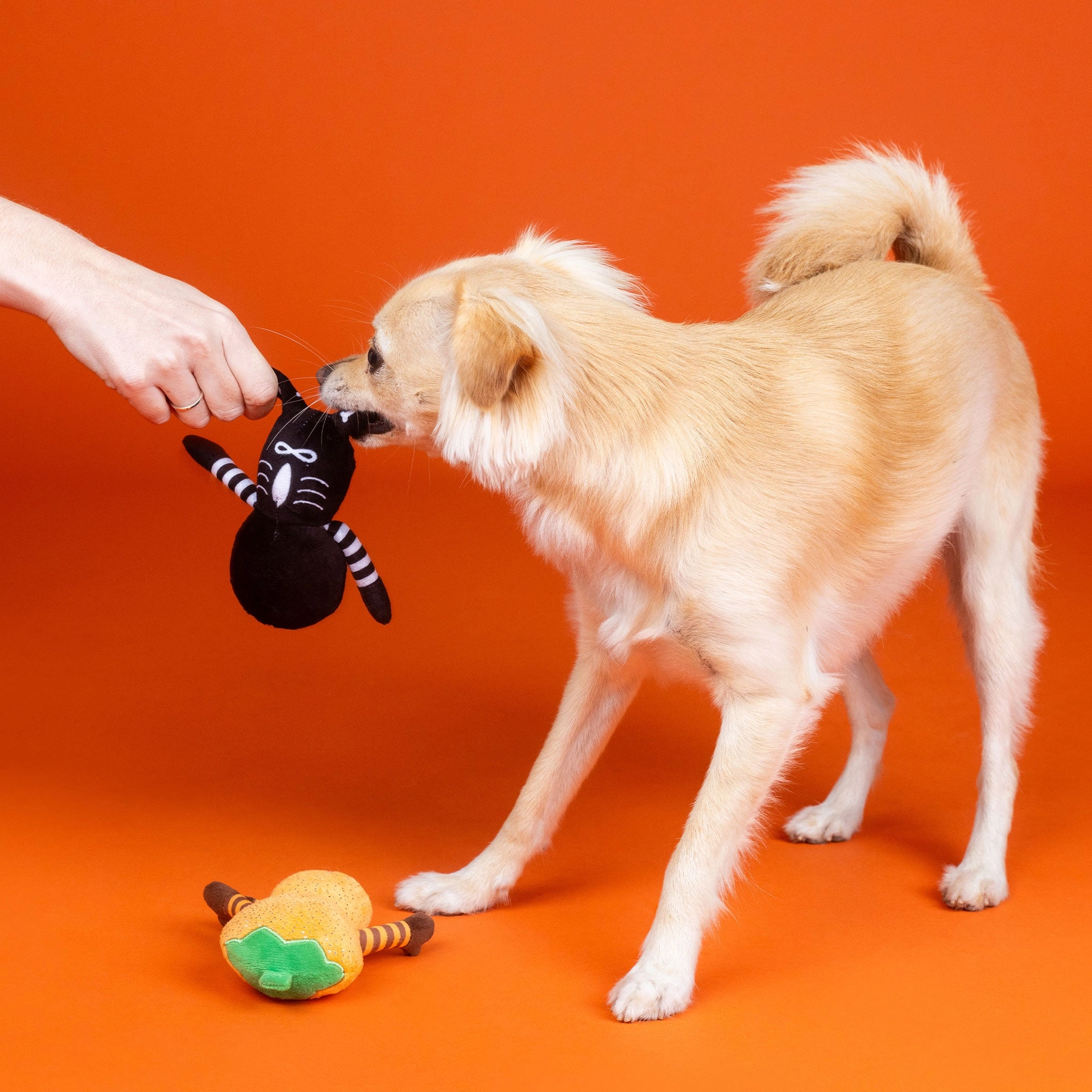 Fringe Oh My Gourd Multi Dog Toys