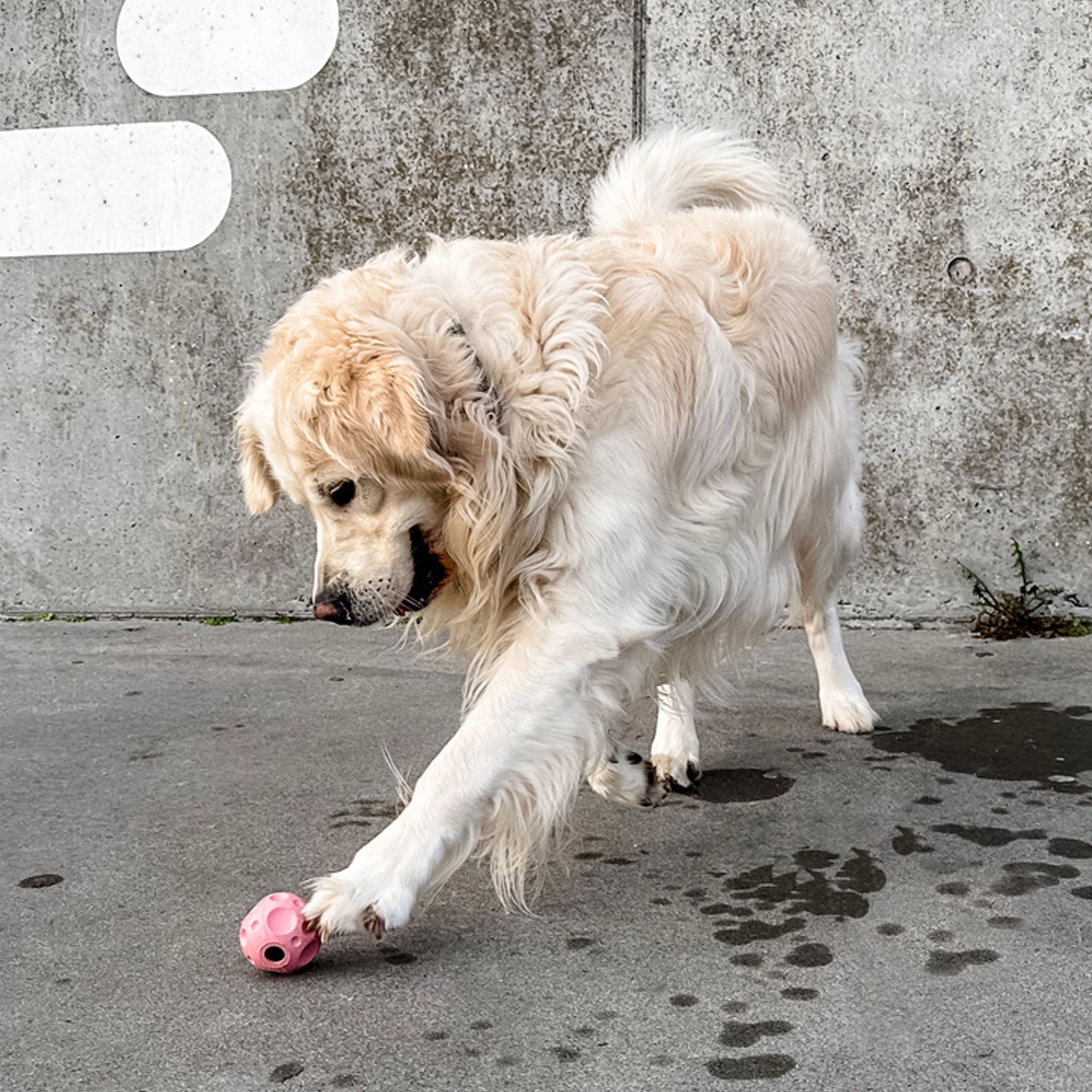 Hevea Moon Ball Dog Toy - Rose