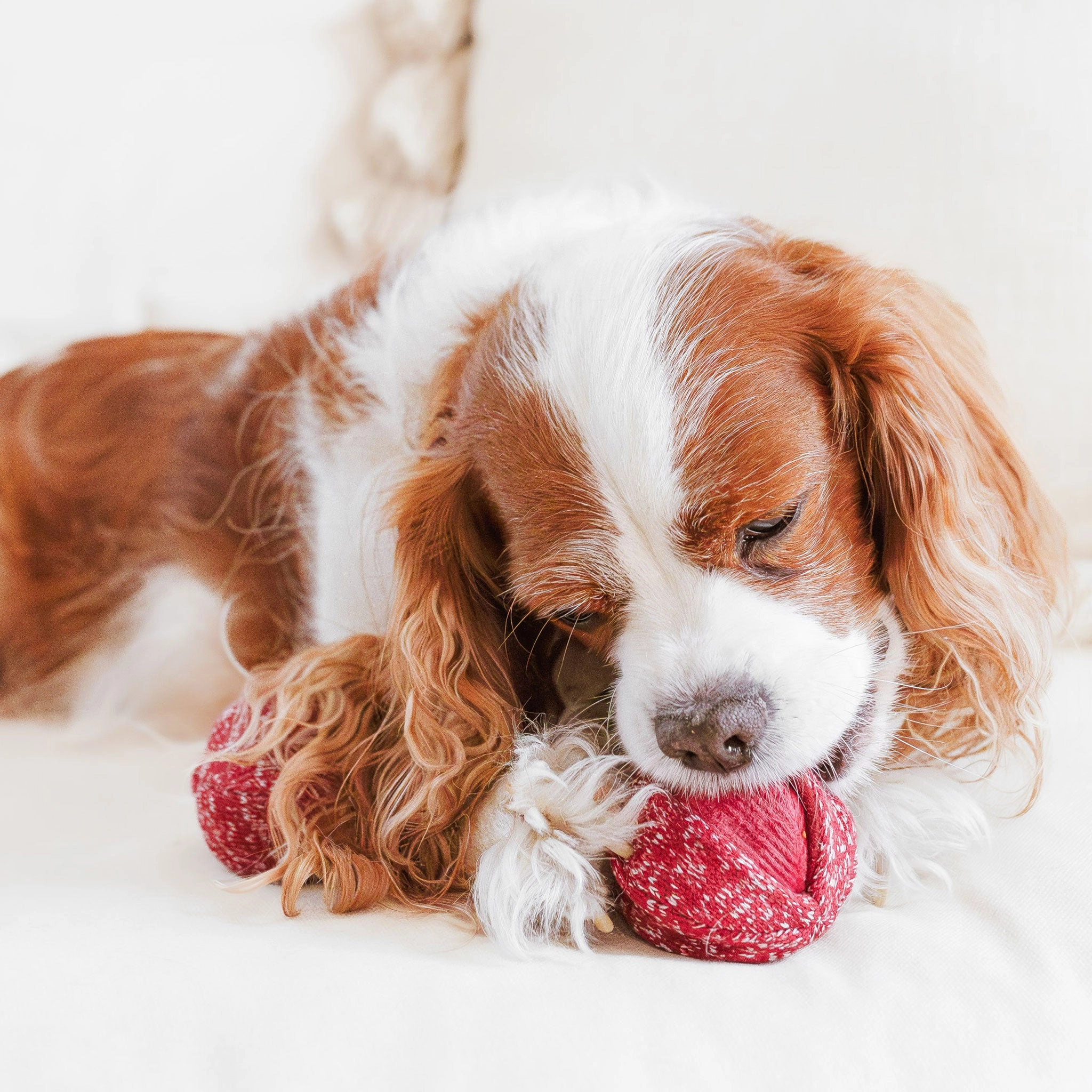 Lambwolf Cherry Pops Red Dog Toys