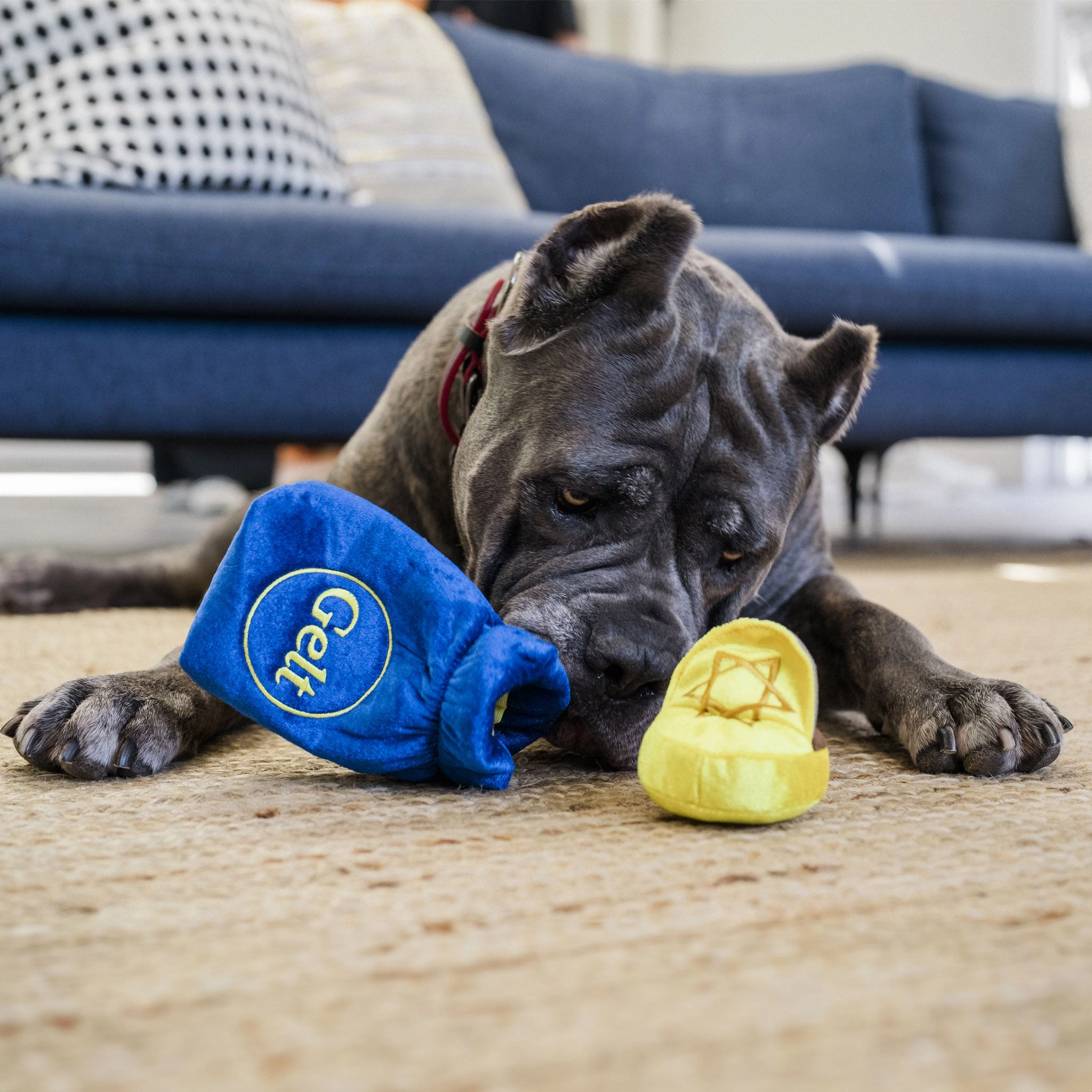 P.L.A.Y. Gelt Chocolate Coins Blue & Gold Dog Toys